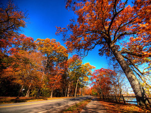 Fall Scene - Niagara on the Lake