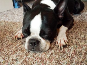 My Working Remotely From Home CoWorker is Stella the Boston Terrier
